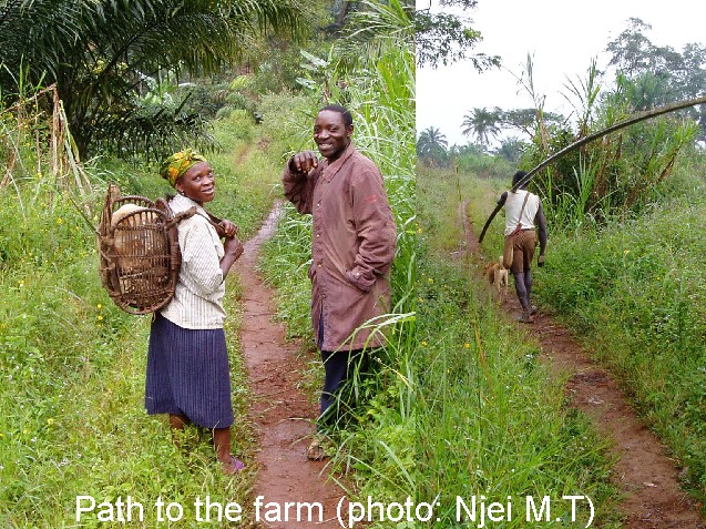 Path to the Farm (photo: Njei M.T)